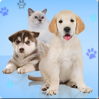 Wauies – The Pet Shop Game -  Free Games